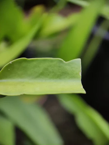 Vertikalt Selektivt Fokusbillede Geraniumplanteblad - Stock-foto