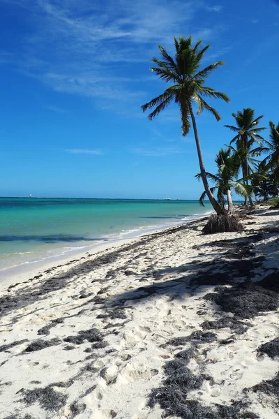 Vertical Seascape Sandy Eagle Beach Covered Palm Trees Sunny Day — Stok fotoğraf