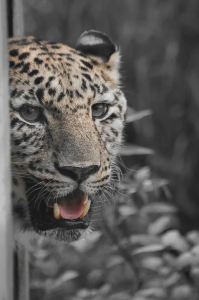 Vertical Closeup Shot Leopard Face Black White Background — Stock Photo, Image