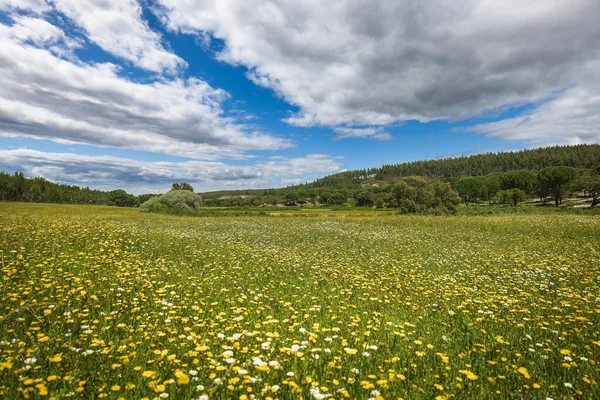 Bulutlu bir günde sakin bir kırsal çayır.
