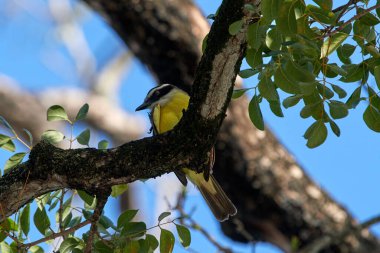 Bulanık bir arka planda tahta bir ağaç dalına tünemiş harika bir öpücüğün manzarası.
