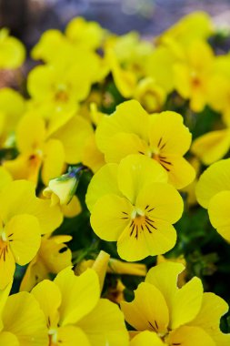 Vibrant yellow violets growing in a garden