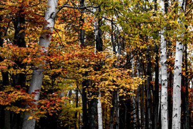 Güneşli bir günde New England 'ın sonbahar yapraklarının manzarası