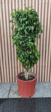 Yol boyunca ağaçlar için saksıda saksılar..