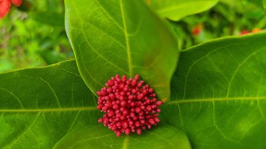 Yeşil yapraklı bir Çin ixora bitkisinin yakın çekimi.
