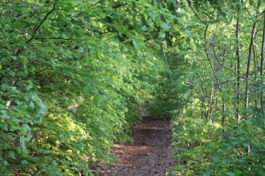 Yeşil bitki örtüsüyle çevrili ormandaki güzel yaz manzarası..