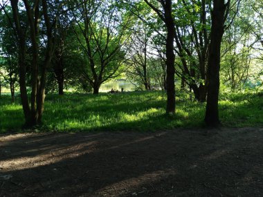 Parlak yeşil parktaki güzel bir orman