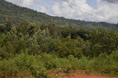 Gün boyunca bulutlu gökyüzünün altında güzel bir orman görüntüsü.