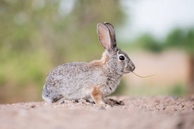 A selective focus shot of rabbit in Southern Nevada