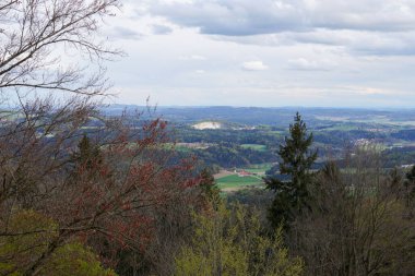 Baharda Bavyera Ormanı Taze yeşillik ve çiçek açan ağaçlarla