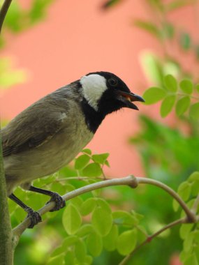 A vertical closeup of the white-eared bulbul, Pycnonotus leucotis.