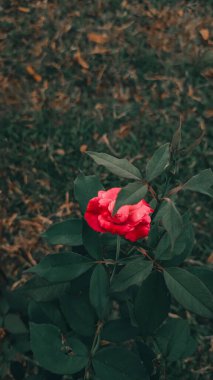 A vertical shot of a red Japanese camellia flower with green leaves in the garden