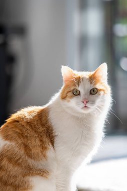 A vertical shot of an adorable orange white cat with gray eyes