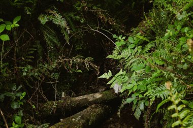 Yeşil bitkiler ve ormandaki yosunlarla kaplı odun.