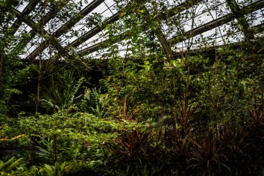 Farklı yeşil bitkilerle güzel bir botanik bahçesinin manzarası.