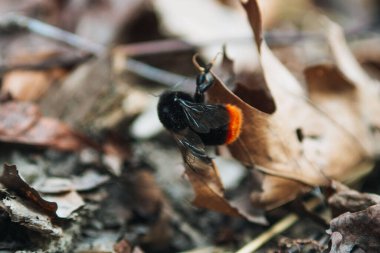 A closeup shot of a bumblebee on dried leaf in the forest