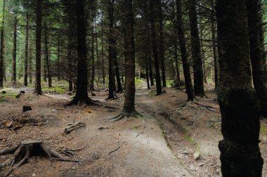 Kırsaldaki yeşil bir ormanın güzel manzarası.