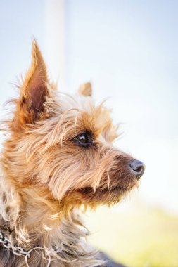 A vertical closeup of an adorable Australian Terrier's head on a blurred background