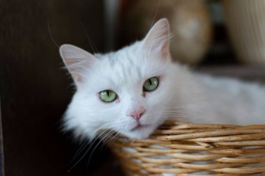 A closeup shot of a cute white car lying in a basket