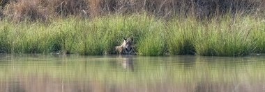 Hindistan 'da bir gölde yıkanan ve içen bir kaplan, Madhya Pradesh, suyu yansıtan.