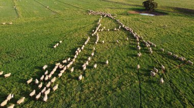 A beautiful aerial view of a group of sheep walking in lines in a farm in Victoria, Australia