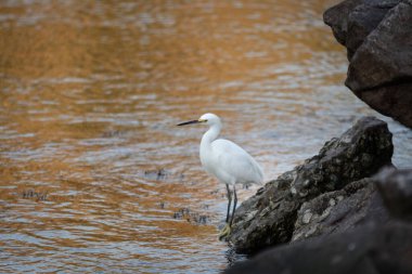 Beyaz bir balıkçıl, doğal ortamında denize bakan bir kayanın üzerine tünemiş.