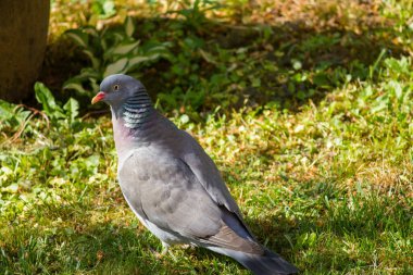 Otların üzerindeki güvercini yakından çek.