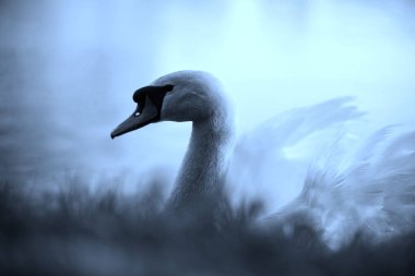 Sachsen-Anhalt 'da beyaz bir kuğu Halle an der Saale, Halle-Neustadt