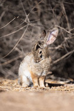 Güney Nevada, ABD 'de Avrupalı bir tavşanın dikey çekimi