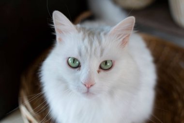 A closeup portrait of a beautiful Turkish Angora
