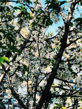 A blooming tree in a garden against the blue sky
