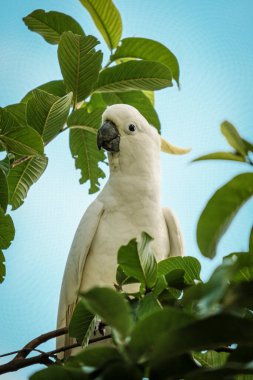 A closeup of a parrot on tree branch