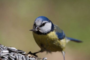 A closeup shot of a tit bird with a sunflower seed in its beak