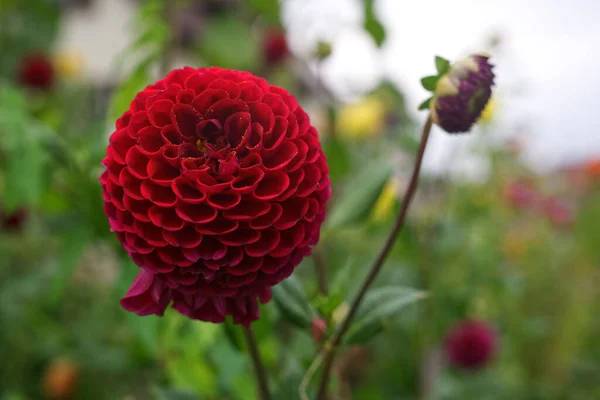 Closeup Shot Blooming Red Dahlia Flower Field — Fotografia de Stock