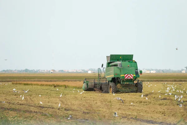 Wiejski Widok Zbiory Ryżu Walencja Albufera Hiszpania — Zdjęcie stockowe