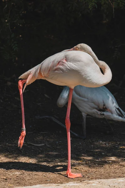 Pink Flamingo Standing One Leg Zoo Sunny Day — Foto de Stock