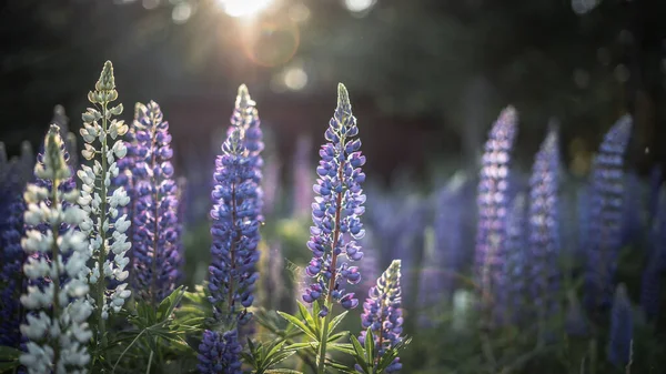 Naturskön Bild Lila Lupin Blommor Suddig Bakgrund — Stockfoto