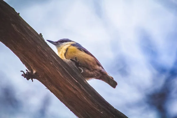 Great Tit Bird Resting Branch — стоковое фото