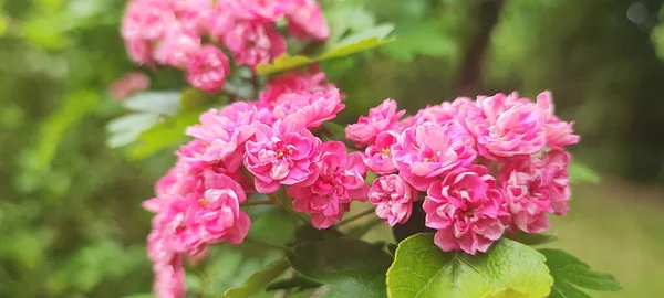 Beautiful Shallow Focus Shot Pink Hawthorn Flowers Growing Bush Garden — Stock Photo, Image