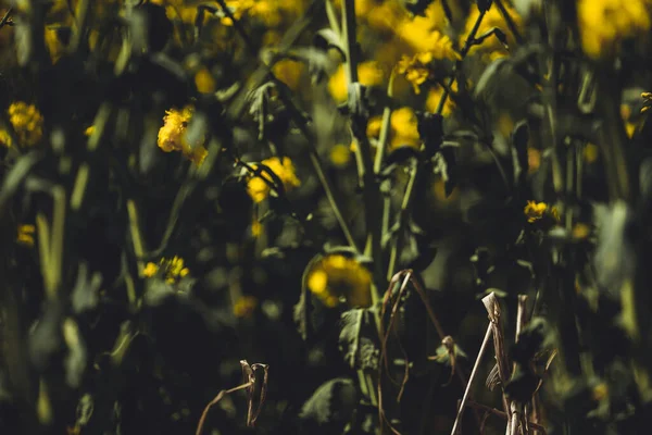 背景がぼやけているフィールド上の菜の花の緑の茎 — ストック写真