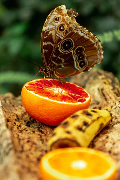 Vertical Closeup Shot Brown Butterfly Standing Sliced Orange Blurry Green — Stockfoto