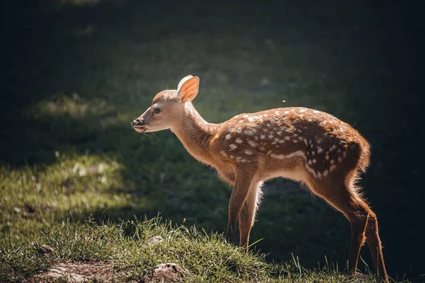 Adorable Bambi Manchado Vagando Por Claro —  Fotos de Stock