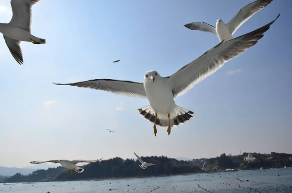 View Beautiful Gulls Flying Lake Sunny Day — Stock Photo, Image