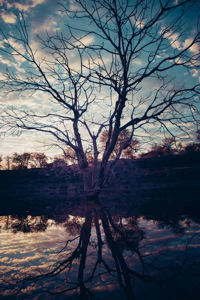 Silhouette Tree Cloudy Sky Reflecting Pond Water Sunset — Stock Photo, Image