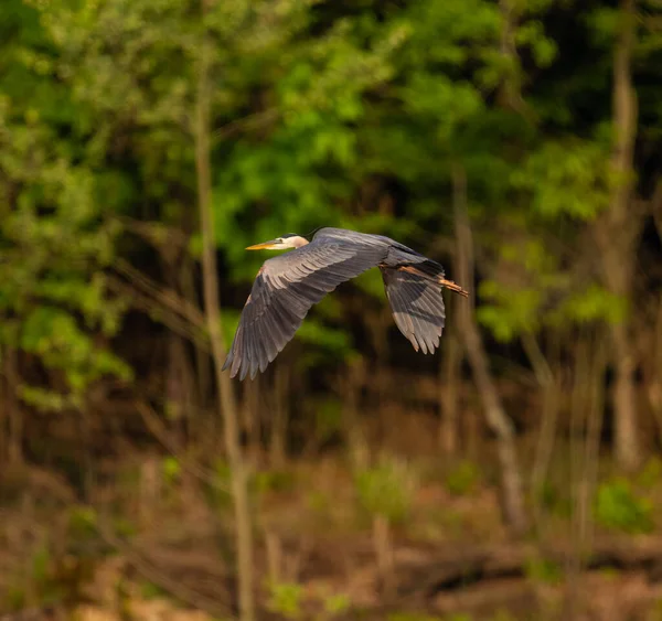Harika bir mavi balıkçıl görüntüsü.
