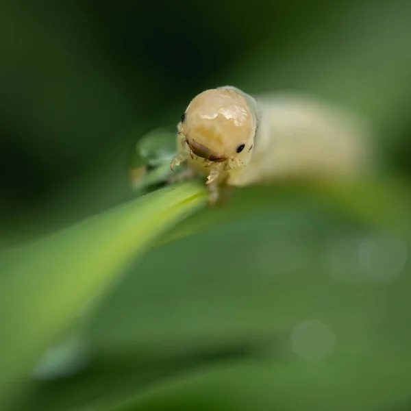 Selective Focus Shot Caterpillar Leaf — Stock fotografie