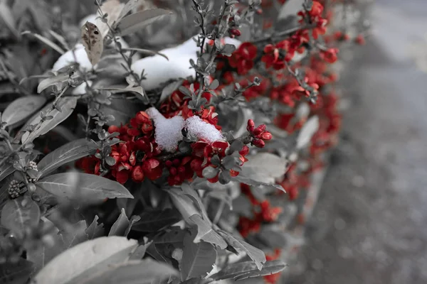 Selective Focus Shot Common Holly Flowering Plant Color Red Highlighted — Stockfoto