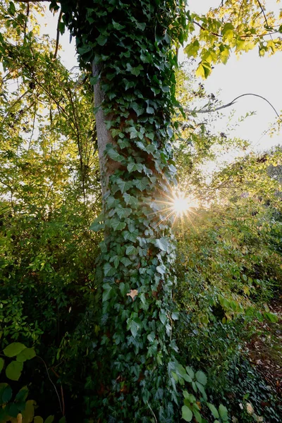 Vertical Shot Ivies Grown Tree Trunk — Stock Photo, Image