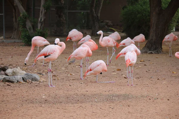 Skupina Růžových Plameňáků Stojící Safari Parku — Stock fotografie