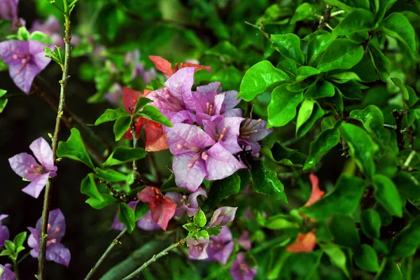 Scenic View Colorful Indonesian Tropical Plants Flowers Garden — Fotografia de Stock